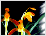 꽃 : 난초